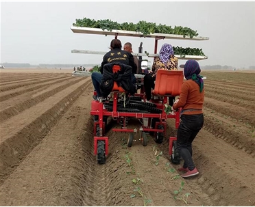 兩行菜花移栽機